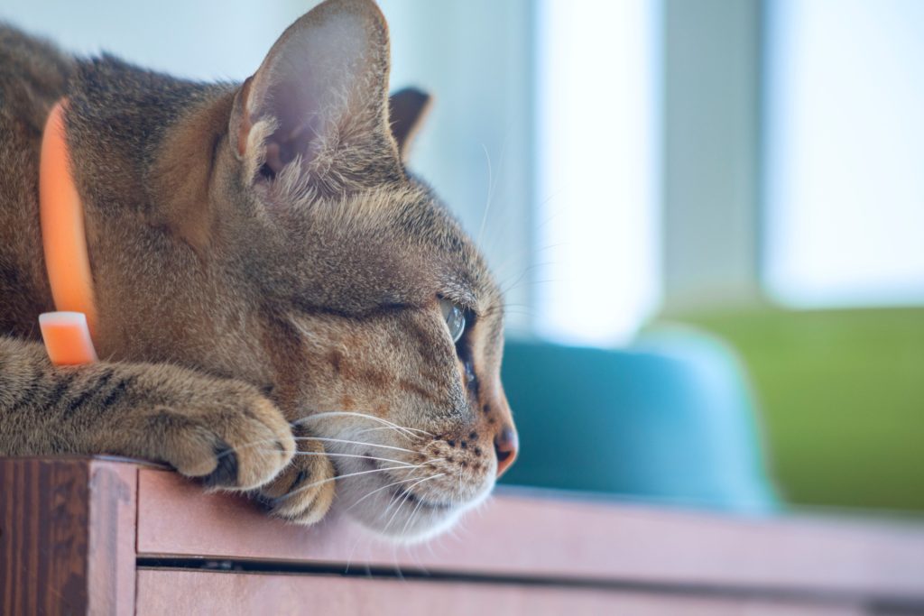 La insuficiencia renal en gatos y cómo se trata