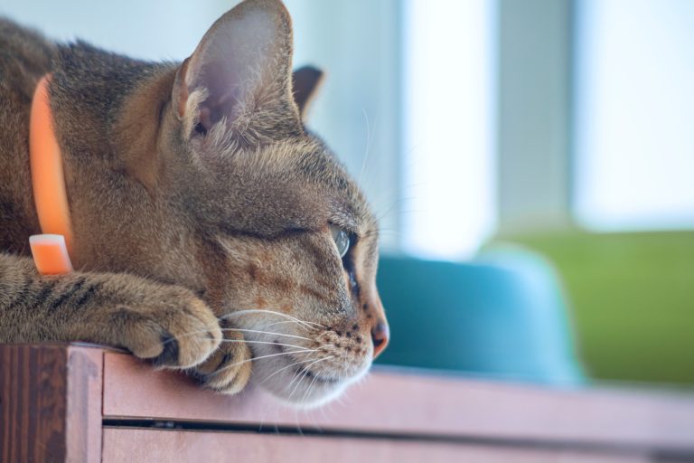 La insuficiencia renal en gatos y cómo se trata