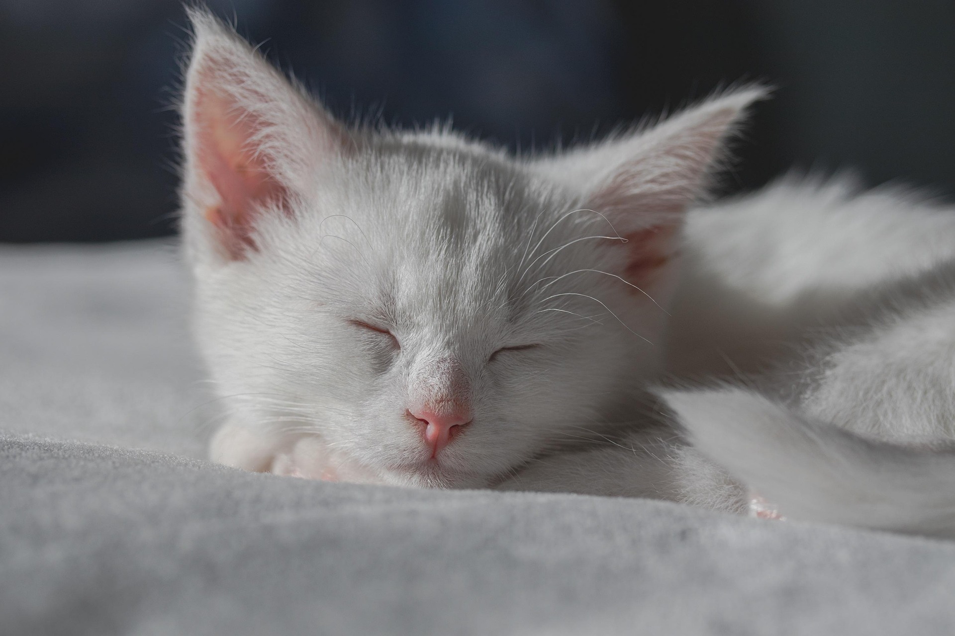 Qué hacer cuando adoptas un nuevo gatito