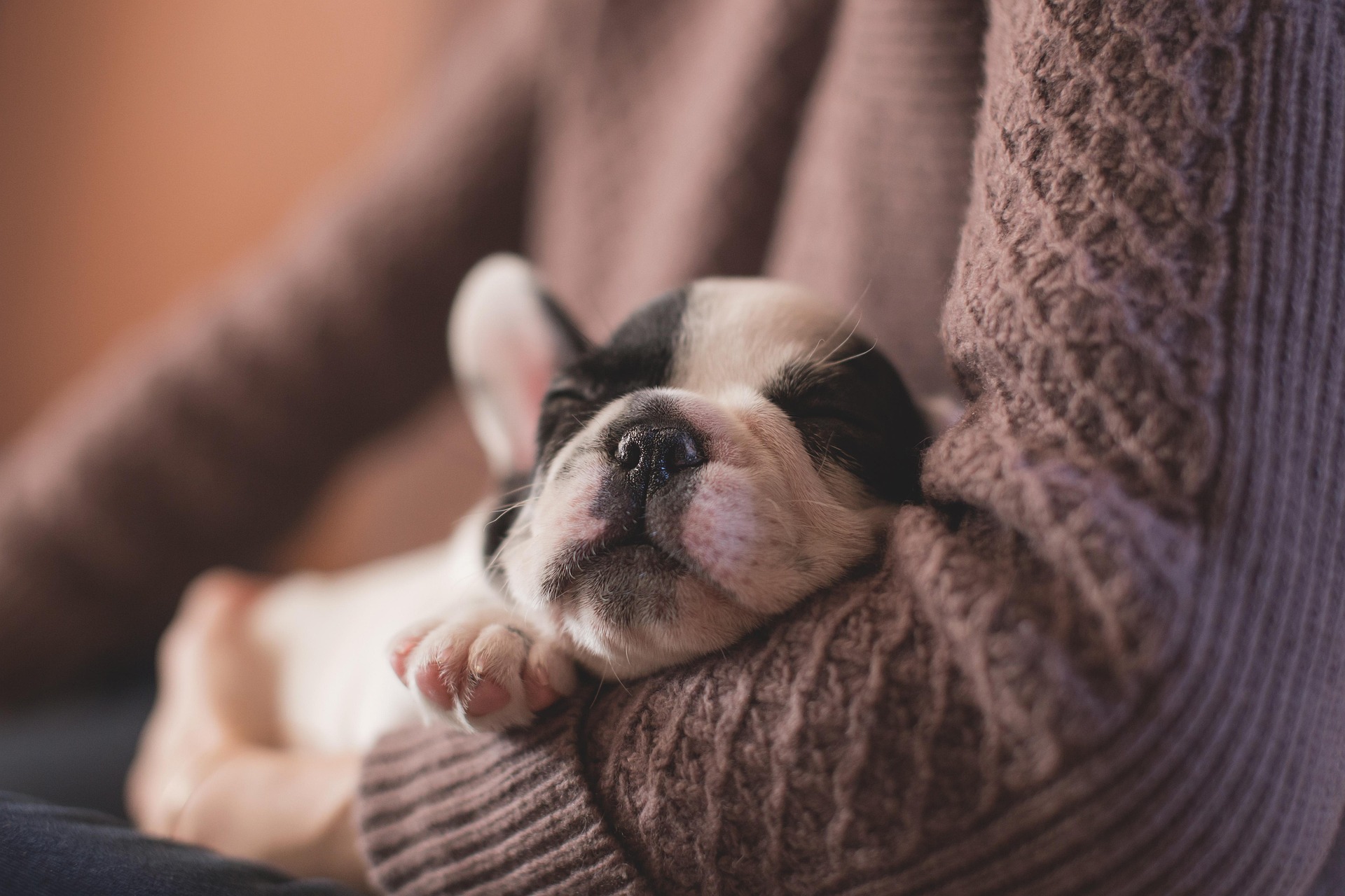 Qué hacer cuando llega un nuevo cachorro a casa