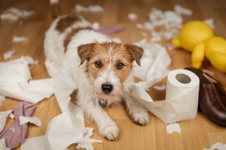 Cómo reconocer y tratar la ansiedad en los perros