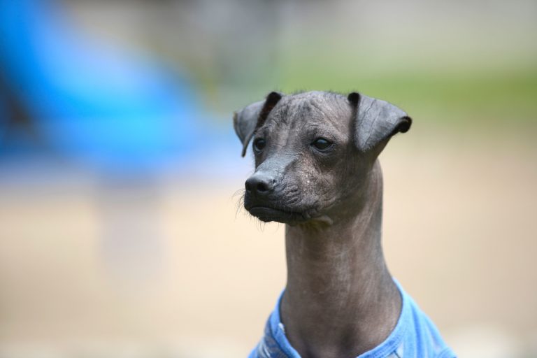 El perro peruano: una raza única y llena de historia