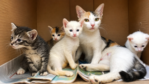 Campaña de Adopción por el Día del Gato