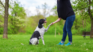 Charla de Adiestramiento Canino