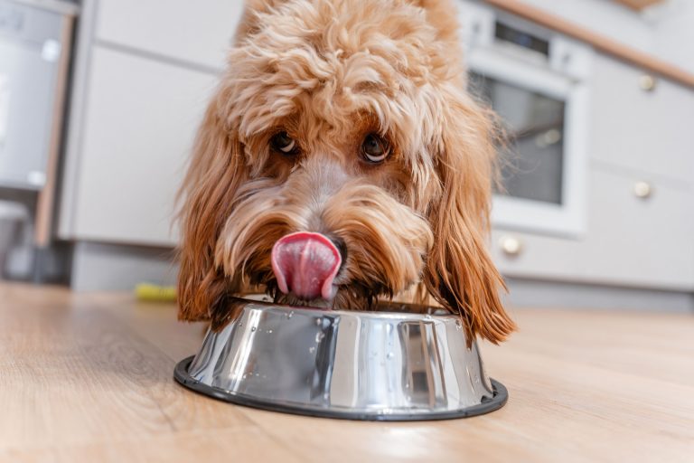 Tipos de comida para perros: guía completa para elegir la mejor
