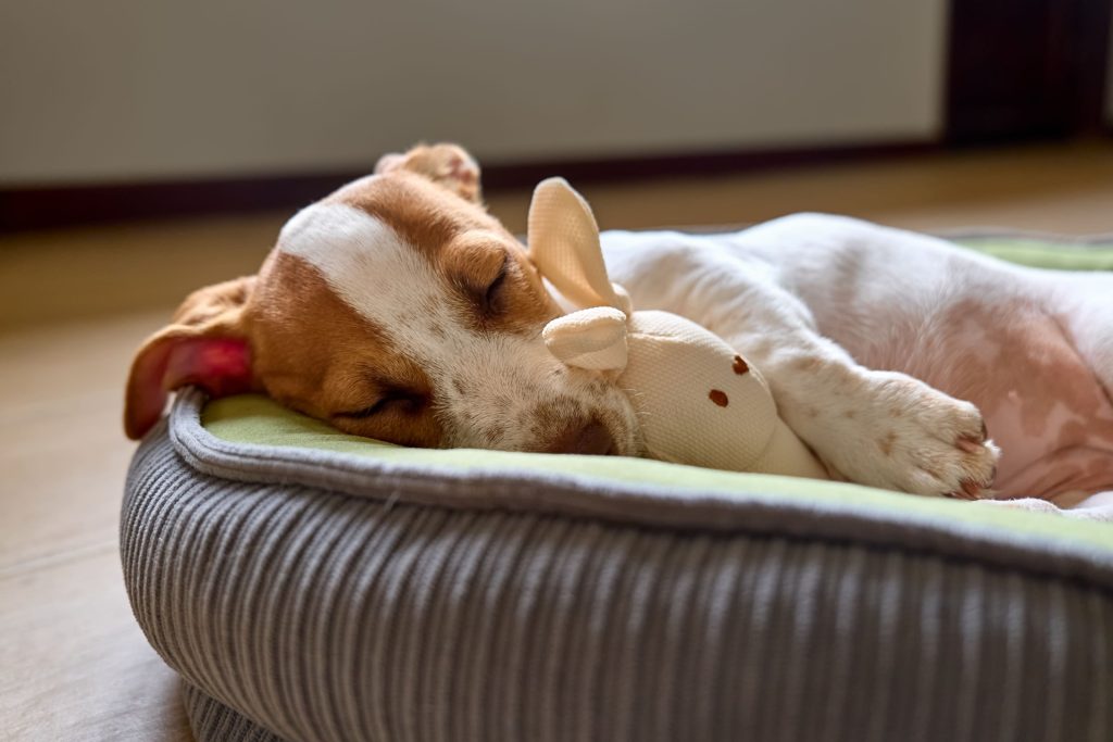 Mi perro duerme mucho: ¿es normal?