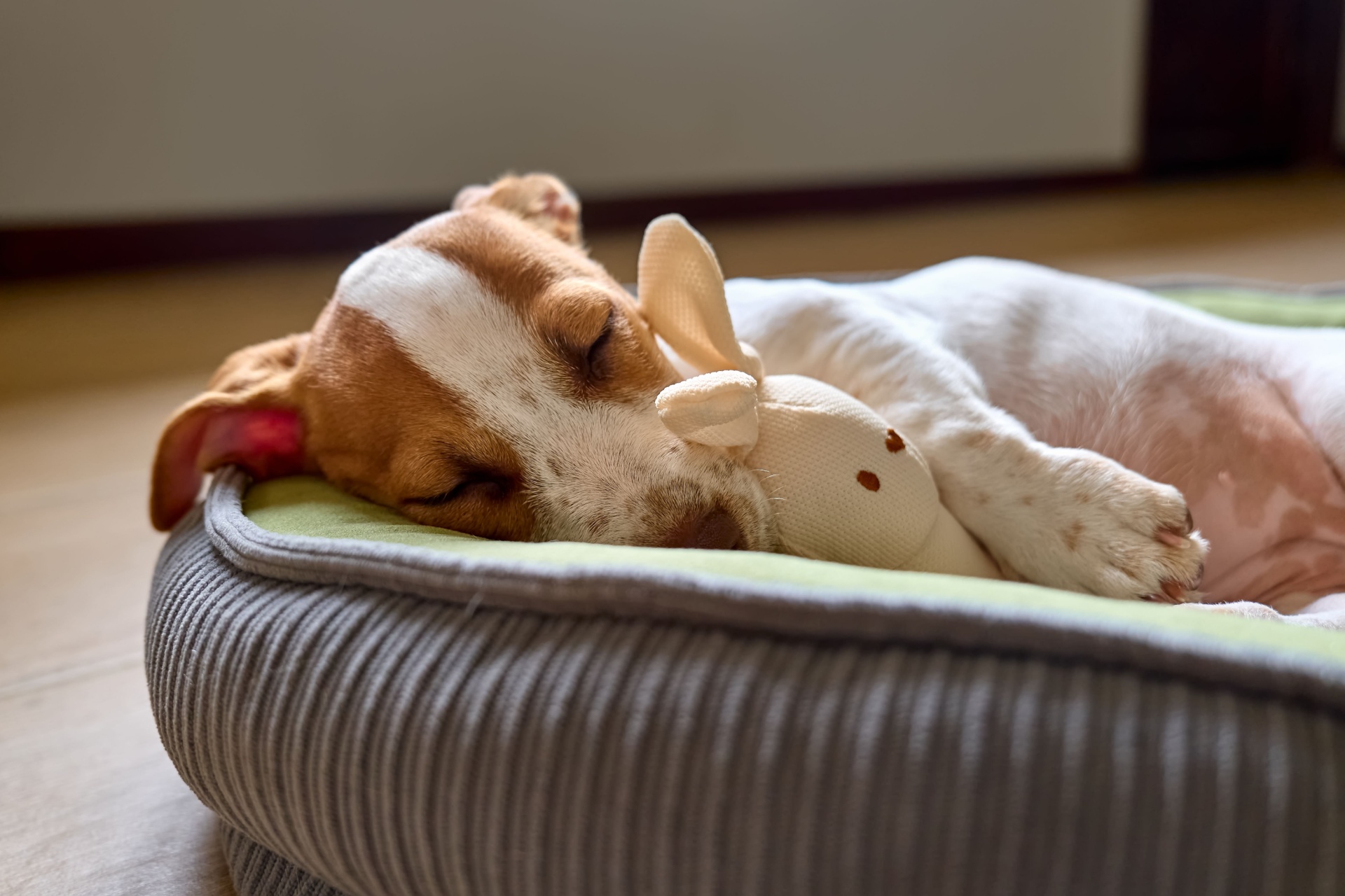 Mi perro duerme mucho: ¿es normal?