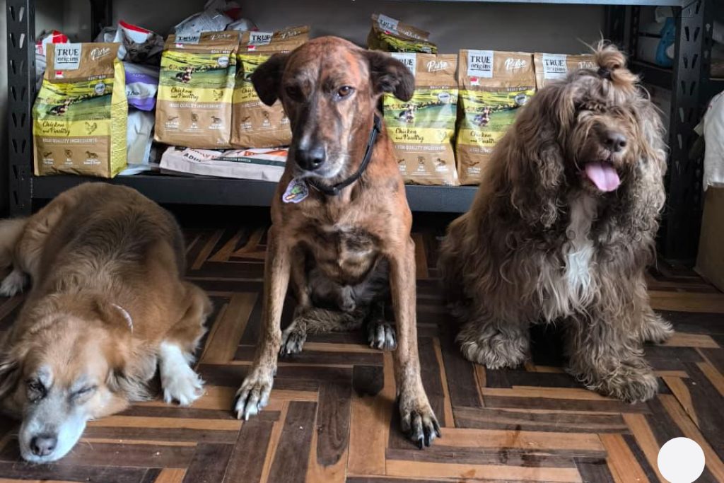 El Calendario Solidario SuperPet 2025: cada compra alimentó una vida