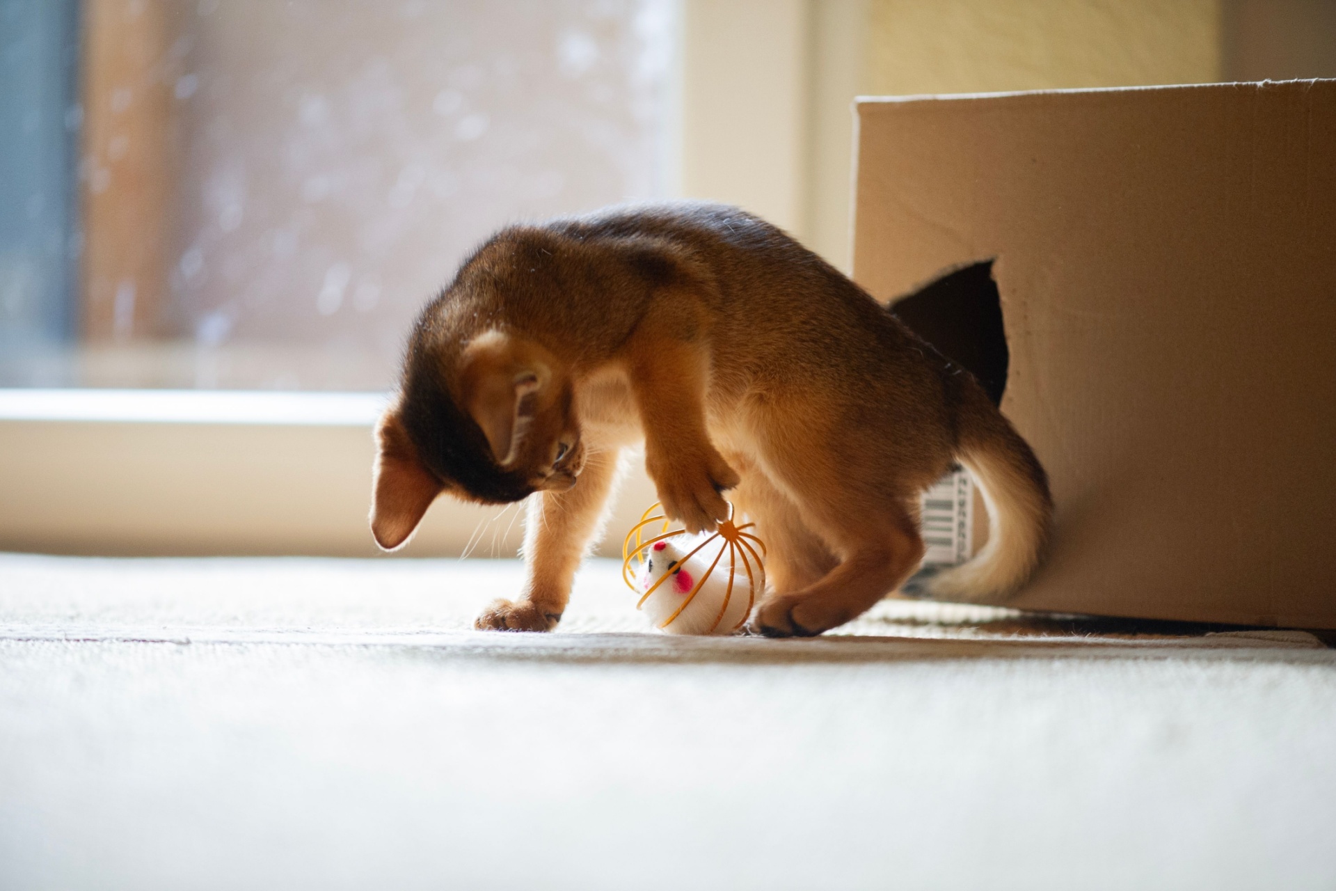 Juegos para gatos: 6 tipos de juguetes para mantenerlo feliz