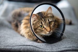 Todo lo que debes saber sobre la esterilización de gatos