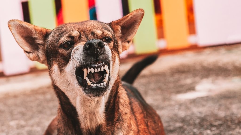 Por qué mi perro es agresivo y cómo manejarlo