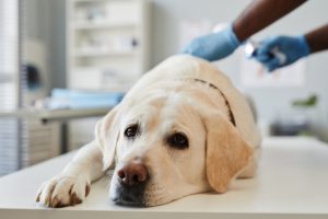 Insuficiencia renal en perros: síntomas, causas y qué hacer