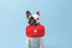 ¿Cuánto cuesta una emergencia veterinaria en Perú? (Precios 2026 y cómo protegerte)