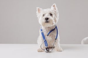 ¿Qué cubre un seguro para mascotas y cuándo vale la pena?