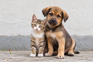 Dónde adoptar un perro o gato en Lima: albergues, jornadas y requisitos