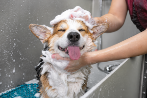 Baño y corte para perros: qué incluye y cuánto demora