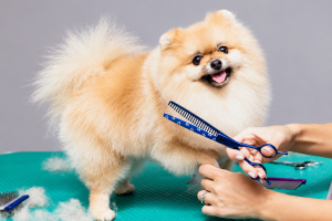 Cuidado del perro en verano: ¿hay que cortarle el pelo?