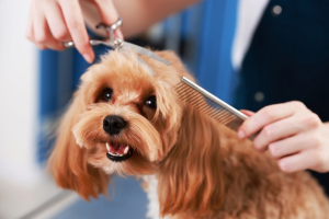 Nueva peluquería SuperPet en Surquillo